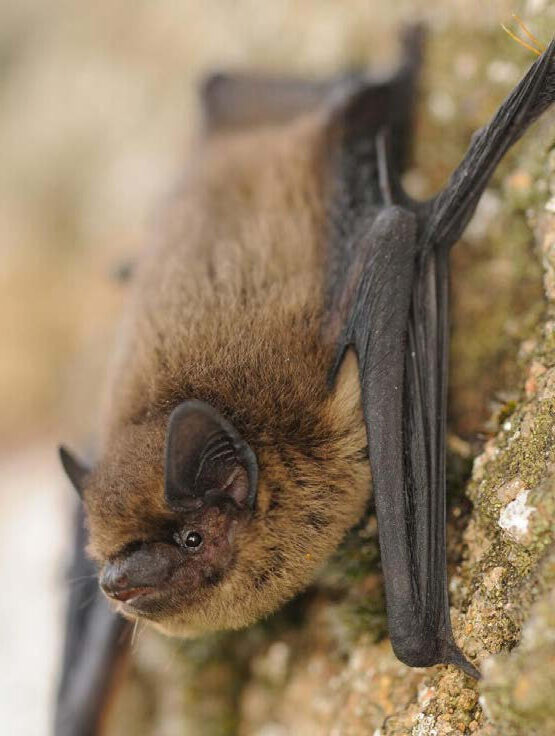 pipistrelle-commune Pipistrelle commune
