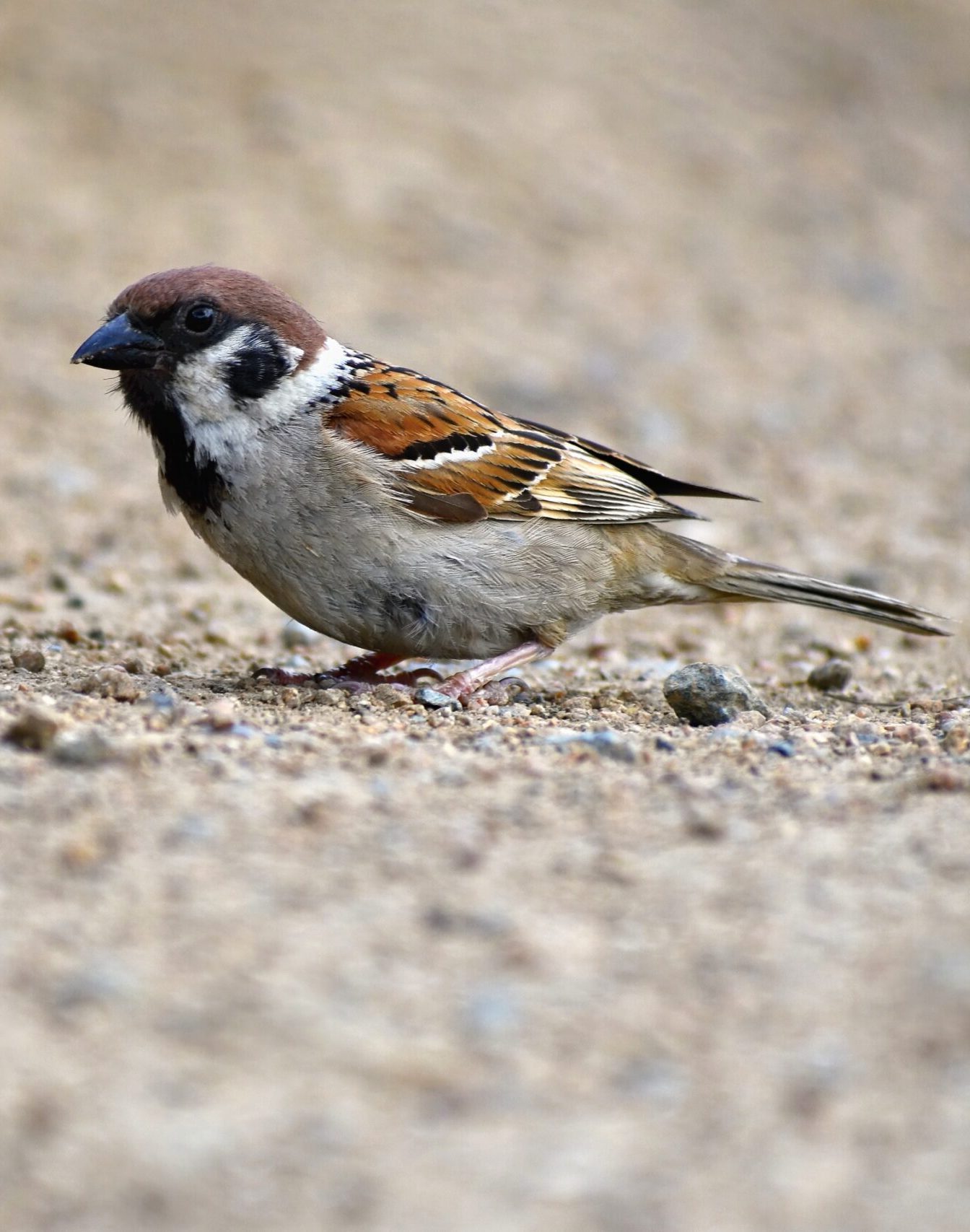 moineau friquet moineau friquet au sol