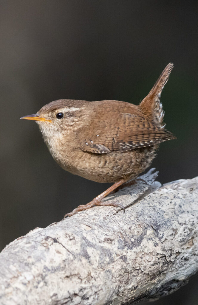 troglodyte mignon troglodyte mignon sur une branche