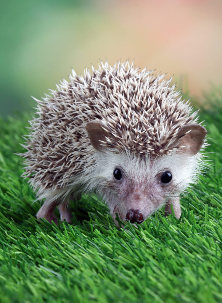jeune hérisson jeune hérisson de face
