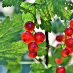 groseiller rouge