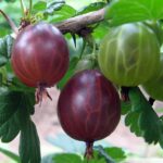 Groseiller à maquereaux