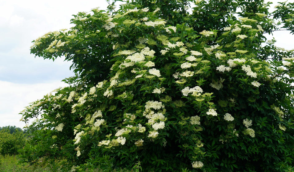 sureau noir en fleurs
