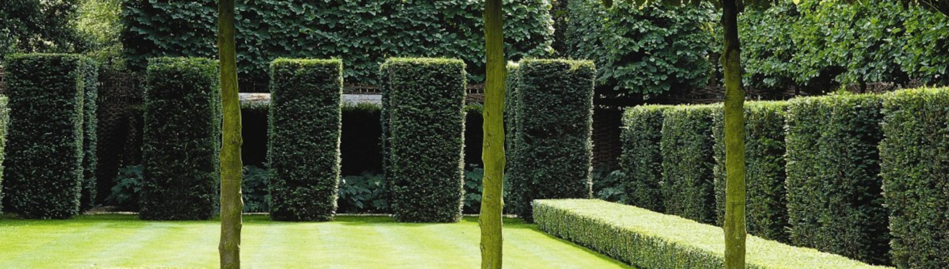 haie de charmes taillée en colonnes