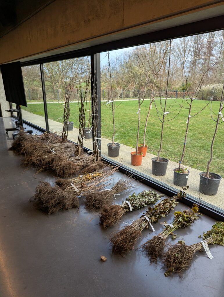 Arbres er arbustes distribués couchés au sol